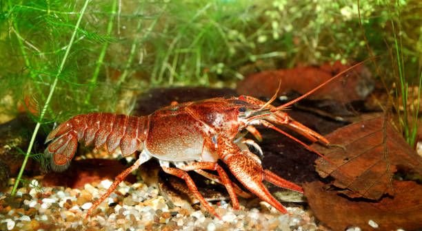 istock Narrow-clawed crayfish Astacus leptodactylus in nature 911754592