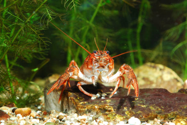 istock Narrow-clawed crayfish Astacus leptodactylus in nature 911754622
