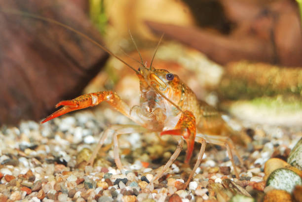 istock louisiana swamp crayfish Procambarus clarkii in a natural underwater environment 911754626