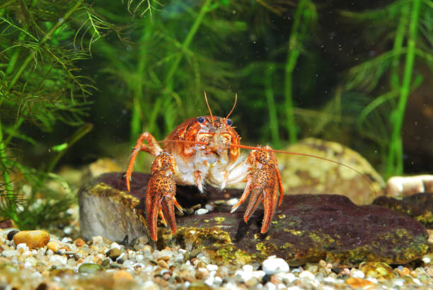 istock Narrow-clawed crayfish Astacus leptodactylus close-up. Red color morph 911754638