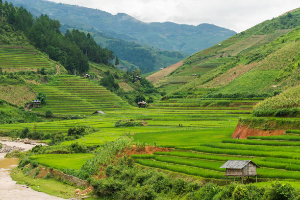 istock beautiful landscape rice terrace view in mu cang chai 911754680