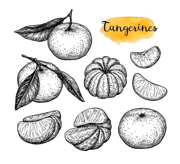 ilustraciones, imágenes clip art, dibujos animados e iconos de stock de dibujo tinta de mandarinas. - mandarina