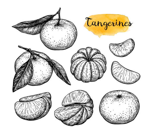 Ink sketch of tangerines. Mandarin orange set. Ink sketch isolated on white background. Hand drawn vector illustration. Retro style. tangerine stock illustrations