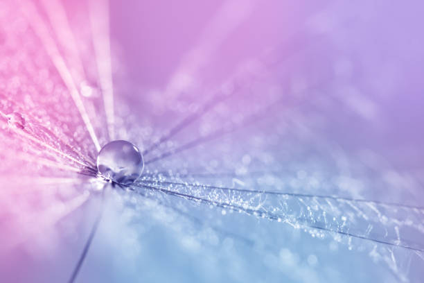 istock A dandelion seed with a drop of dew on a multicolored background. Abstract macro. 911755462