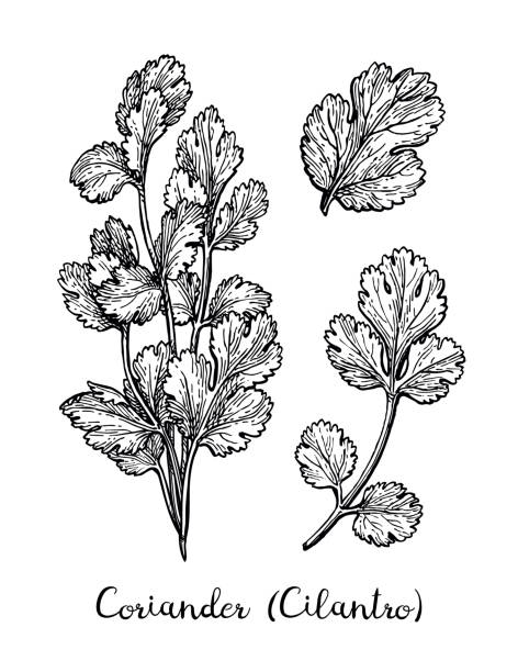 Coriander ink sketch. Tarragon set. Ink sketch isolated on white background. Hand drawn vector illustration. Retro style. cilantro stock illustrations