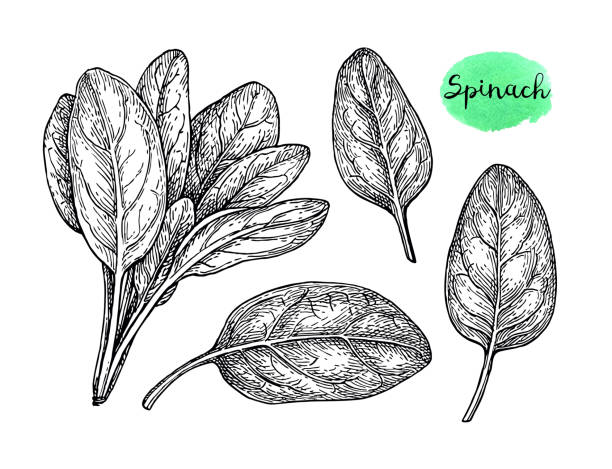 ilustrações de stock, clip art, desenhos animados e ícones de ink sketch of spinach. - espinafres