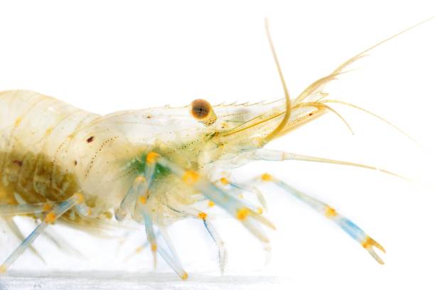 istock Common baltic shrimp Palaemon adspersus isolated over white. Transparent shrimp. 911762666