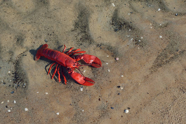 Beach Vendor Offering a Lobster