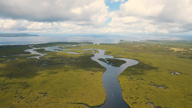 istock Mangrove forest in Asia. Philippines Siargao island 911764954
