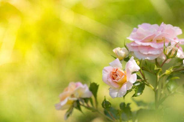 istock Pink rose bush in the open air with space for text. Selective focus 911765190