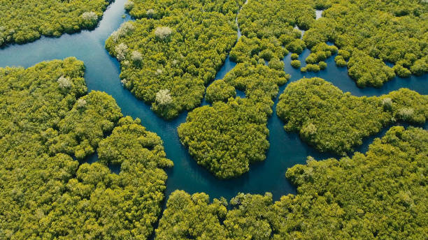 mangrovenwald in asien. philippinen siargao island - mangrove stock-fotos und bilder