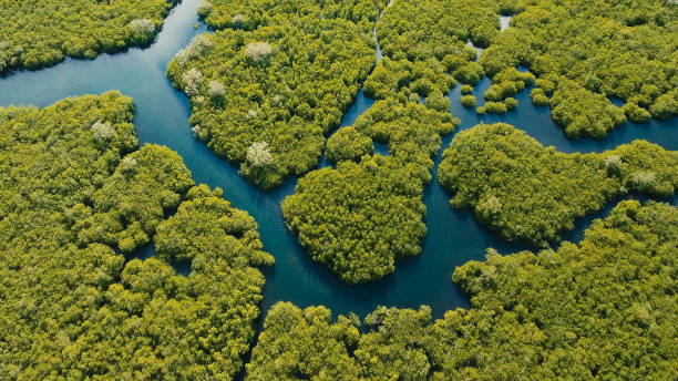 Mangrove forest in Asia. Philippines Siargao island Aerial view of mangrove forest and river on the Siargao island. Mangrove jungles, trees, river. Mangrove landscape. Philippines. mangrove forest photos stock pictures, royalty-free photos & images