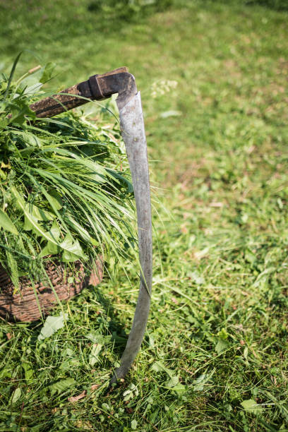 istock Fresh mowed grass are in a basket, scythe, mow grass with a hand tool, handmade, outdated method, countryside, Ukraine 911765380