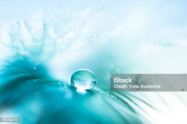 Feathers Blue Color With A Drop Of Water Abstract Macro With Feathersoft And Selective Focus Stock Photo - Download Image Now