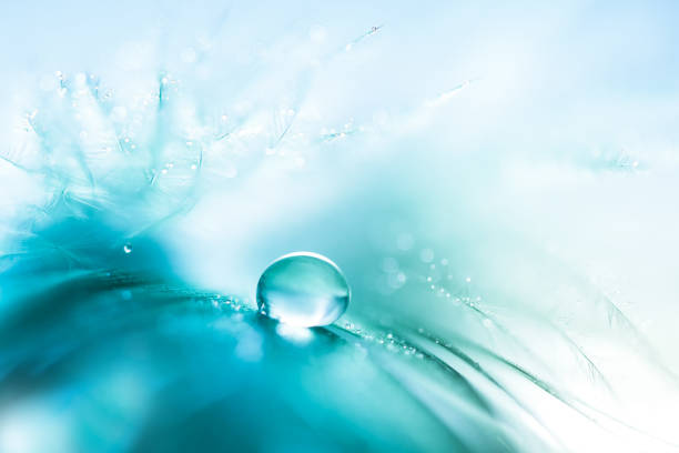 feathers blue color with a drop of water. abstract macro with feather.soft and selective focus - feather softness bird macro imagens e fotografias de stock