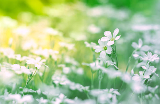 istock Small white flowers in a field on a beautiful background. Soft selective focus. 911765900