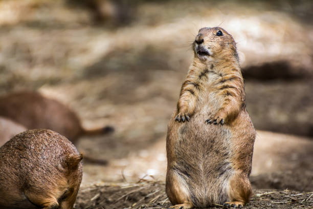 A confused looking Prairie Dog
