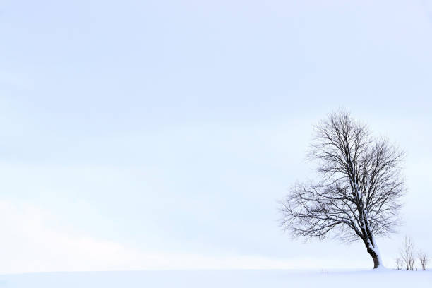 istock Minimalist winter landscape with a tree on a snow-covered field 911767626