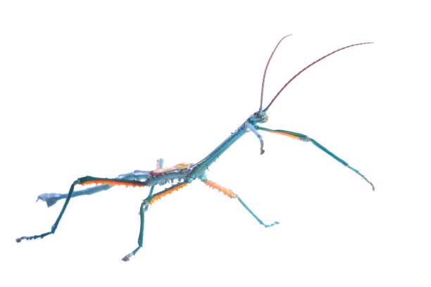 istock Madagascar stick insect Achrioptera fallax isolated 911768902