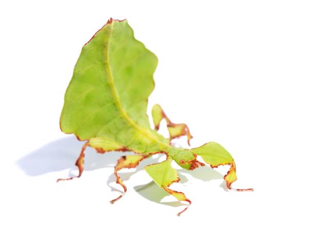 istock Stick-insect Phyllium giganteum 911768972