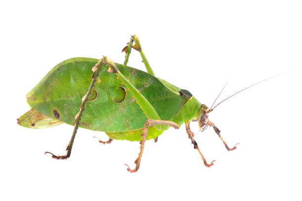 istock Green giant katydid Ancylecha fenestrate isolated 911768986