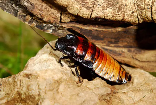 Photo of Madagascar hissing (Gromphadorhina portentosa) cockroach