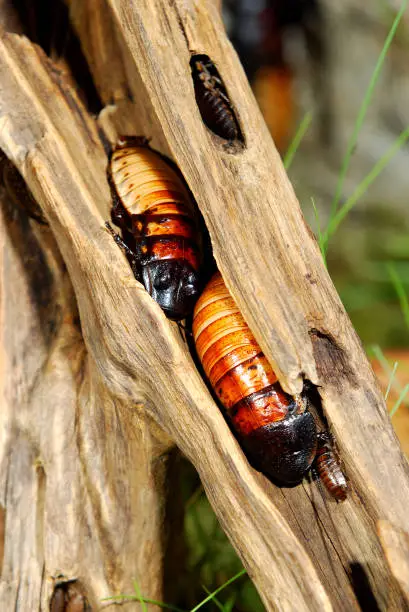 Photo of Madagascar hissing (Gromphadorhina portentosa) cockroach