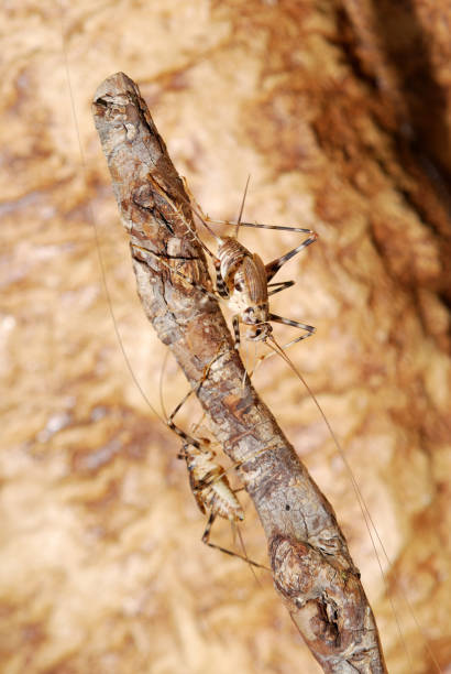 istock tropical crickets sitting on a stick 911769048