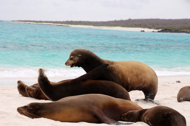 istock Galapagos sea lion 911769148