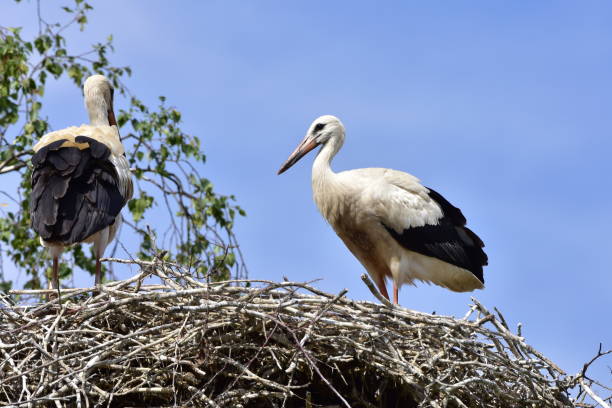 istock young storks,Biskupice village,Czech republic 911769270