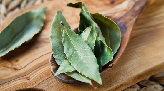 Dry Bay Leaves - Laurel Tree leaves, aromatic herb and Indian spices on the wooden spoon, rustic background, macro.