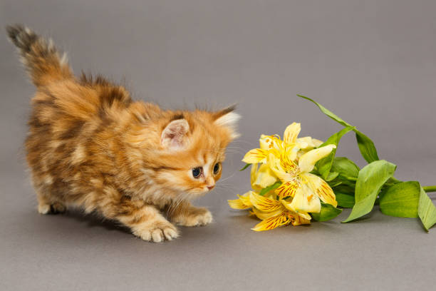 istock Shaggy British kitten and flower 911770074