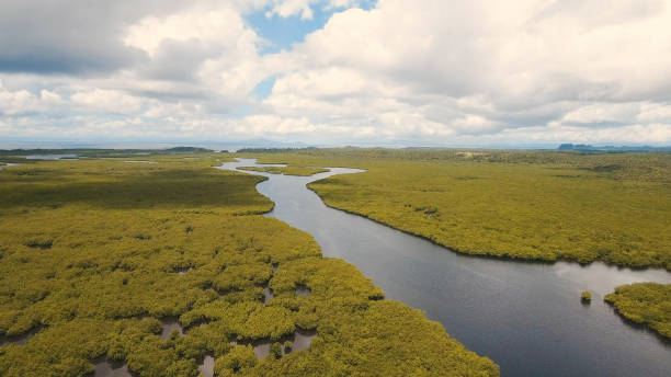 istock Mangrove forest in Asia. Philippines Siargao island 911770124