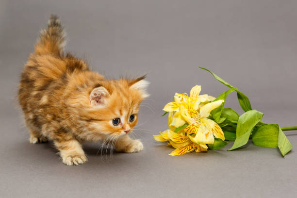 istock Shaggy British kitten and  flower 911770374