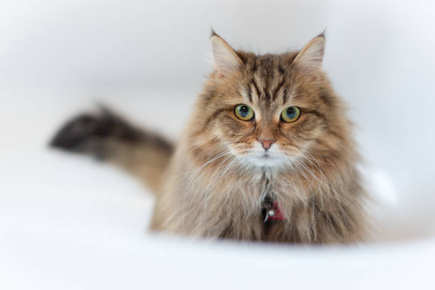 mjukhet inhemska longhair katt - sibirisk katt bildbanksfoton och bilder