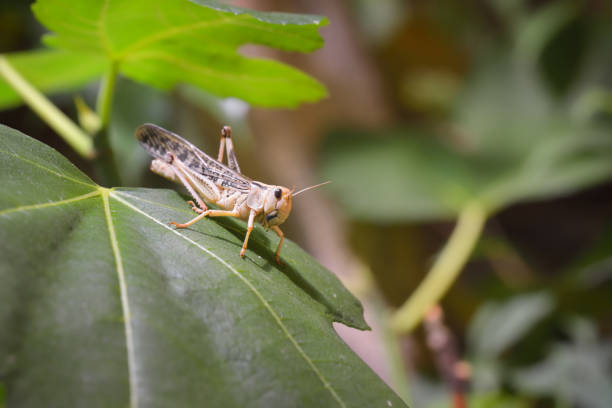 istock Locust grasshopper (Acrididae) sitting on a healthy green leaf in terrarium 911780450