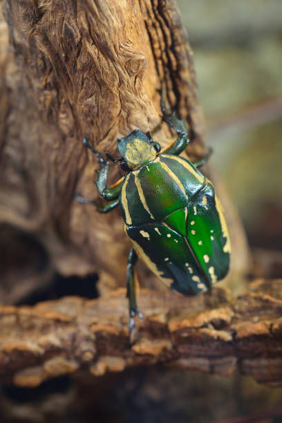 Green Flower Beetle In Terrarium Flower Chafer Scarab Stock Photo