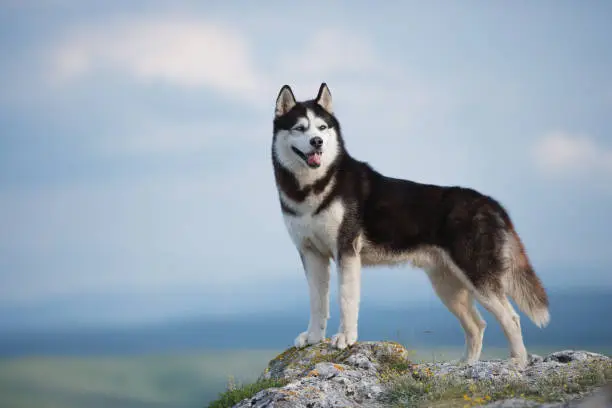 Photo of Black and white Siberian husky standing on a mountain in the background of mountains and forests. Dog on the background of a natural landscape. Blue eyes.