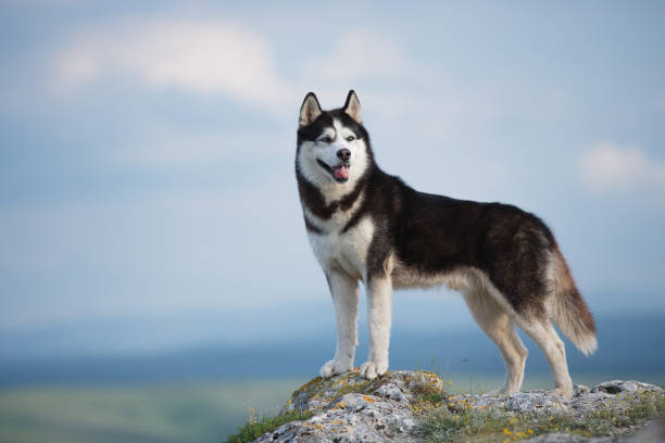 black and white siberian husky standing on a mountain in the background of mountains and forests. dog on the background of a natural landscape. blue eyes. - siberian husky imagens e fotografias de stock