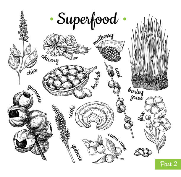 ilustracja wektora ręcznego superfood. botaniczna izolowana ske - baobab fruit stock illustrations