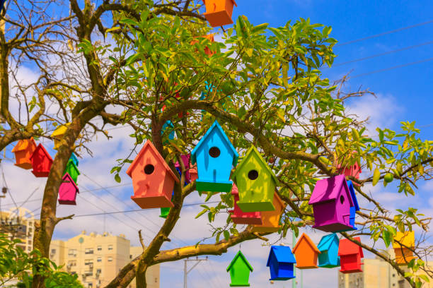 istock Colored birdhouses on a mandarin tree 911787688