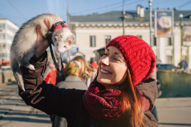 istock Domestic ferret and its happy owner on a walk 911794396