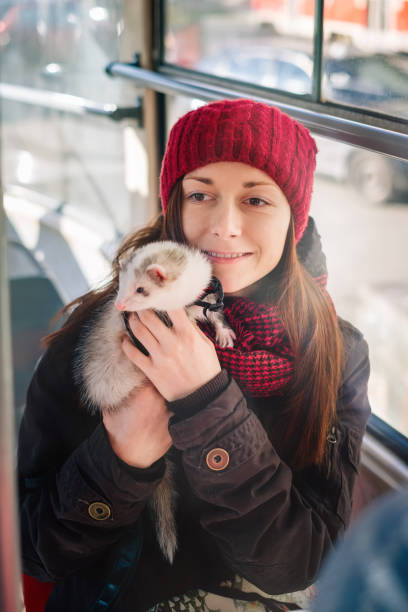 istock Pet ferret taking a ride on city tram 911794536