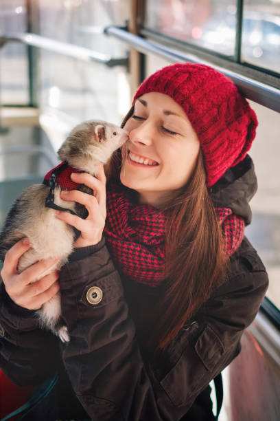 istock Pet ferret taking a ride on city tram 911794594