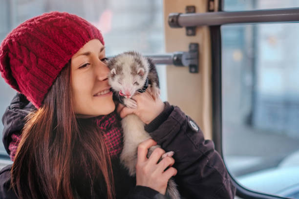 istock Pet ferret taking a ride on city tram 911794692