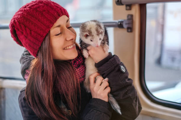 istock Pet ferret taking a ride on city tram 911794764