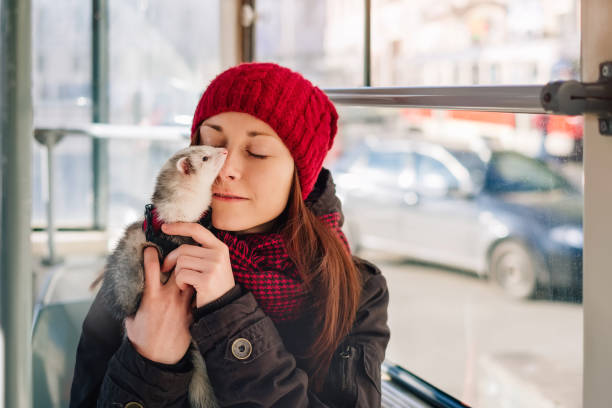 istock Pet ferret taking a ride on city tram 911794876