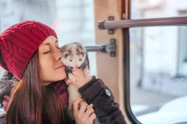 istock Pet ferret taking a ride on city tram 911794912