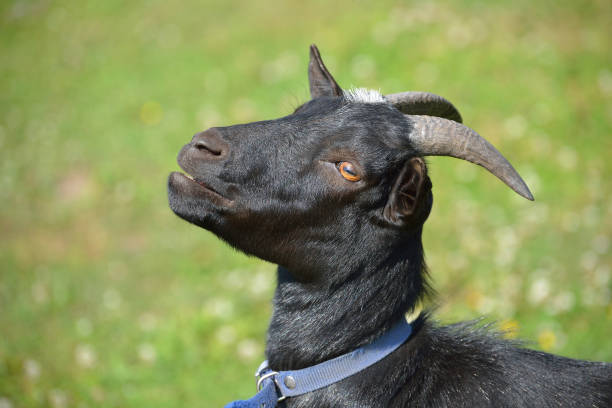 istock Black goat in blue collar over green grass background 911795350