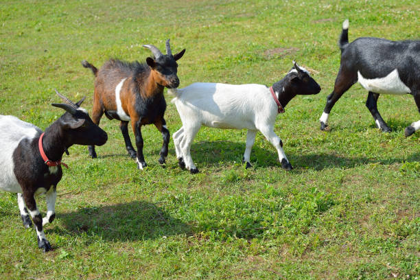 istock Four goats walking on green summer grass 911795420